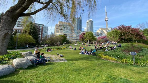 People sitting in a park under a large tree with the CN Tower in the background