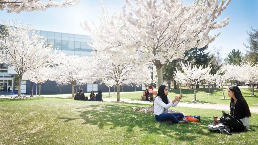 Student sitting under cherry blossom trees.