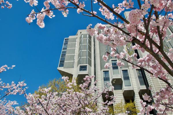 Cherry blossom trees in front of Robarts Library.