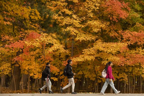 Three students walking on a fall day in front of trees with orange and yellow leaves