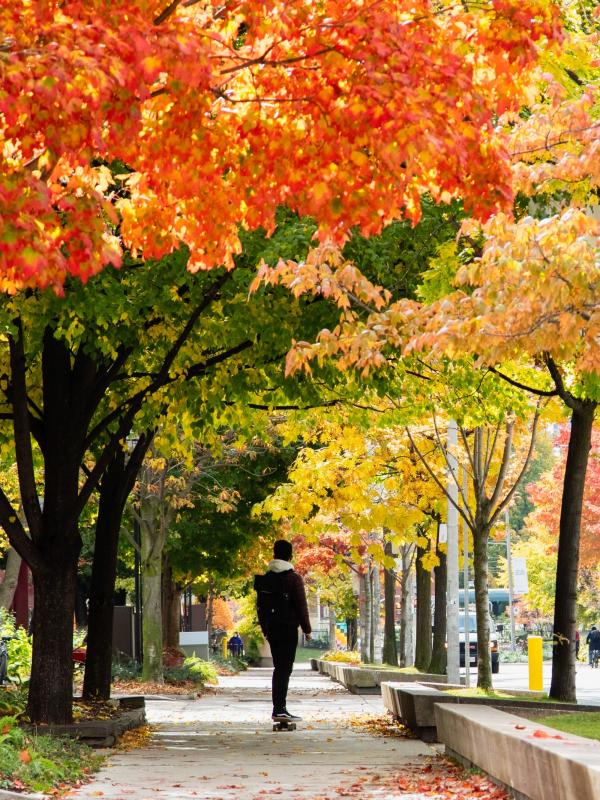 Person skateboards down a tree-lined sidewalk on a fall day, surrounded by colourful autumn leaves