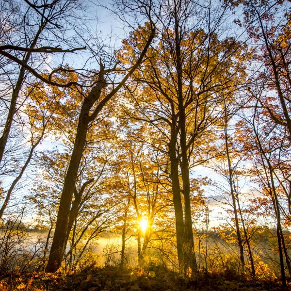 Sun rising through the trees in a forest on a crisp autumn day